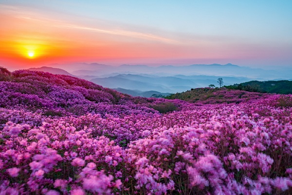 Đồi hoa đỗ quyên ở Hàn Quốc