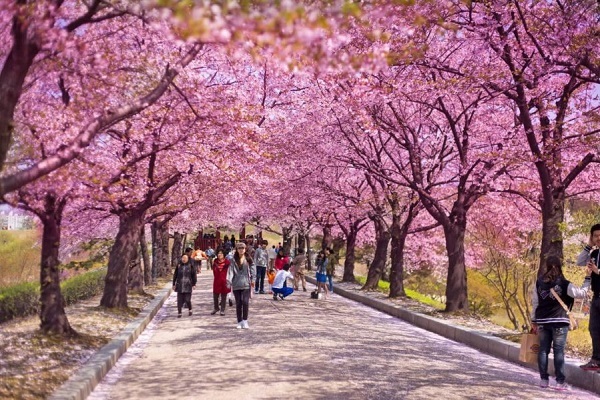 Du lịch đến Hàn Quốc để có thể giao tiếp tiếng Hàn và tìm hiểu văn hóa